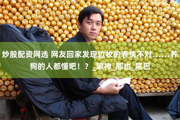 炒股配资网选 网友回家发现边牧的表情不对……养狗的人都懂吧！？_眼神_那也_尾巴